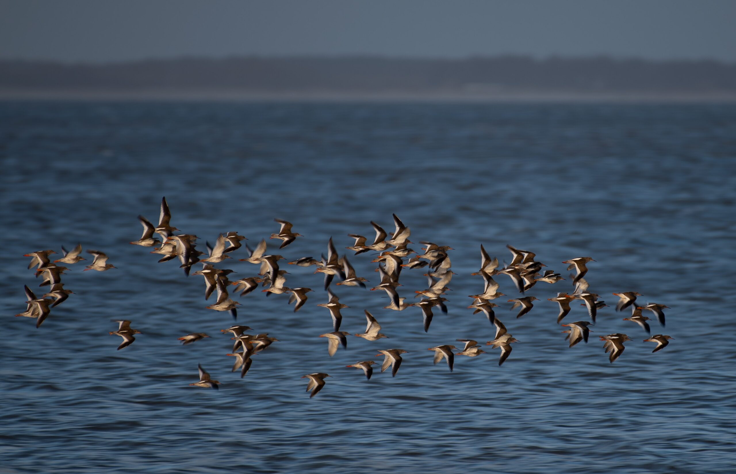 Rotschenkel Nordsee