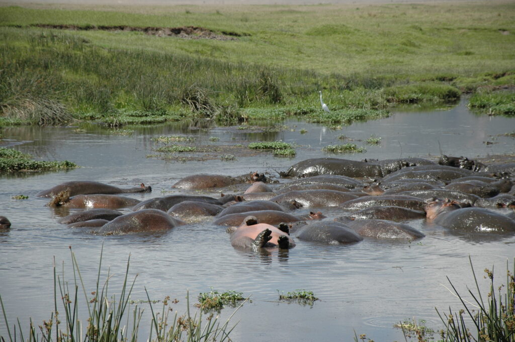Nilpferde in der Serengeti