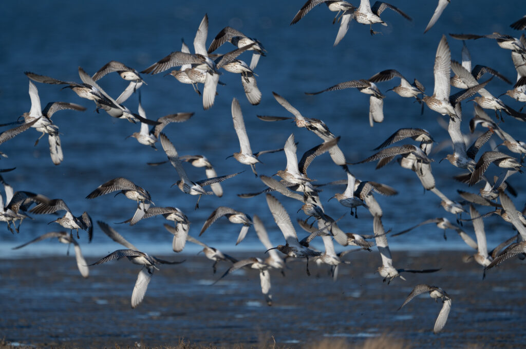 Große Brachvögel an der Nordsee