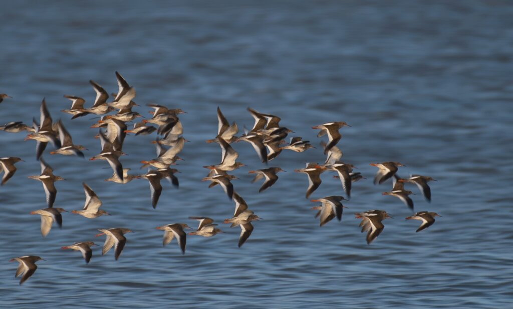 Rotschenkel an der Nordsee